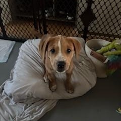 Elizabeth Taylor, a Adoptable Labrador Retriever in Union Grove, WI image 2/3