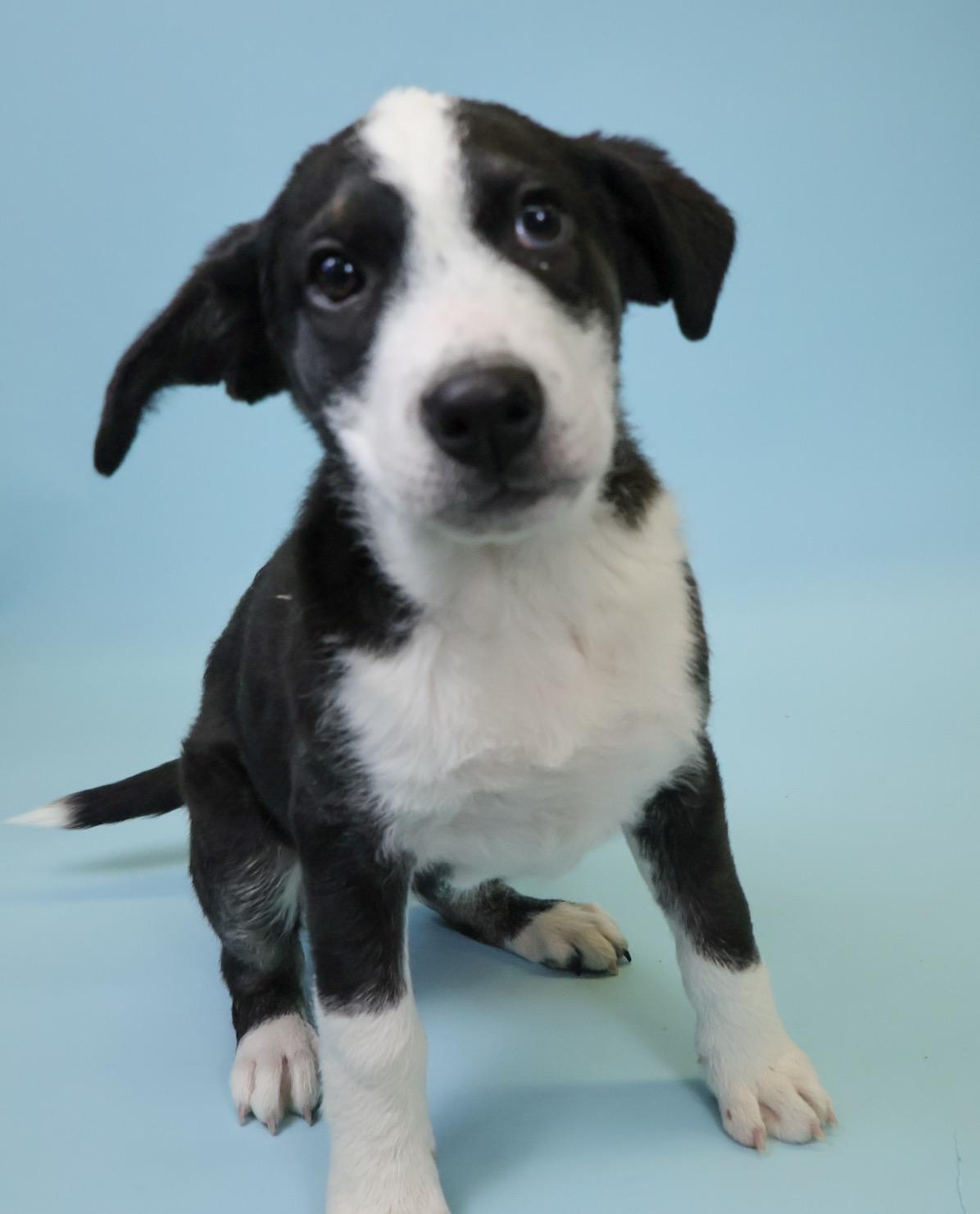 Betty-Lou, a Adopted mixed breed in Crossfield, AB image 3/6