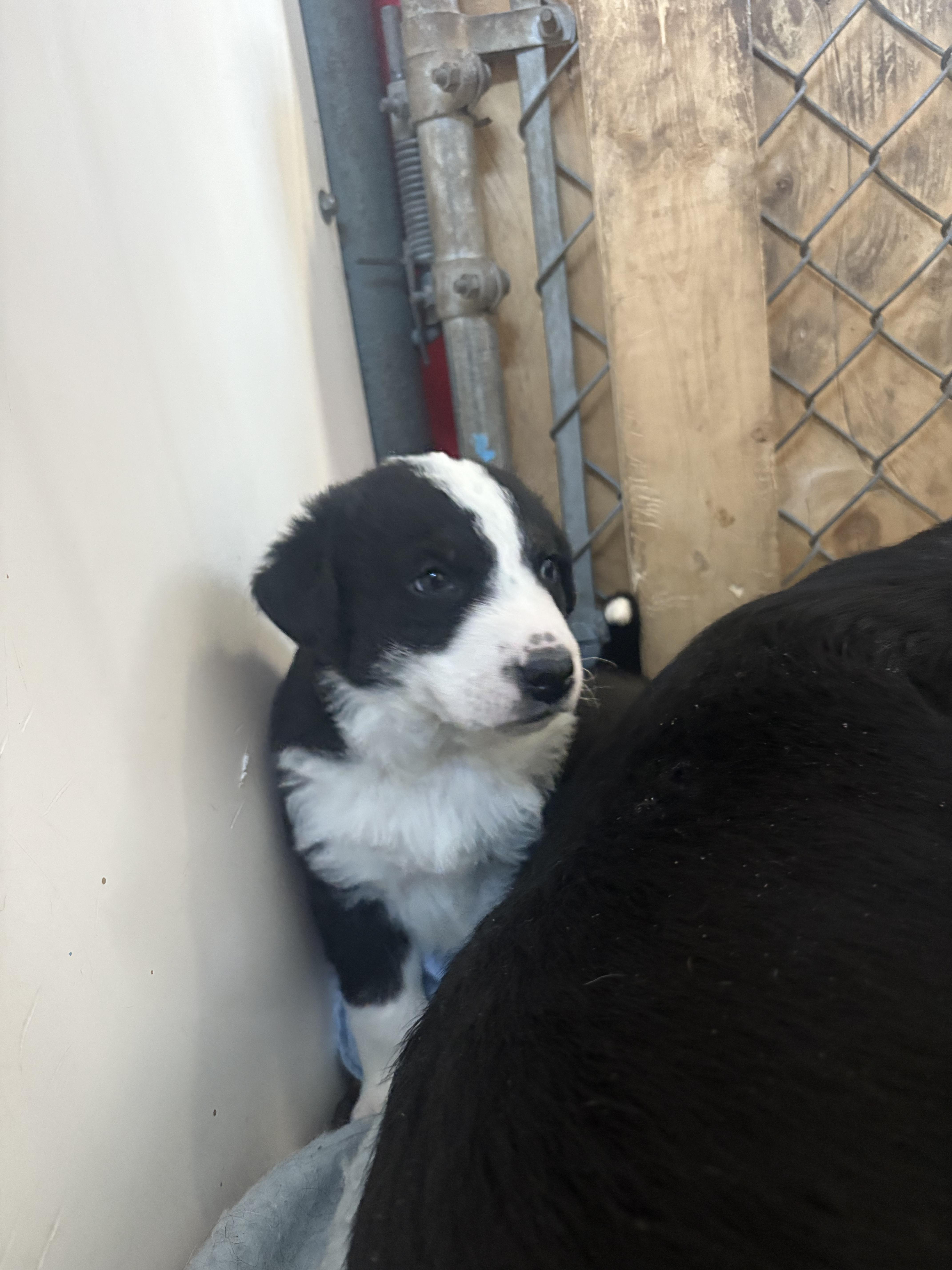Betty-Lou, a Adopted mixed breed in Crossfield, AB image 5/6