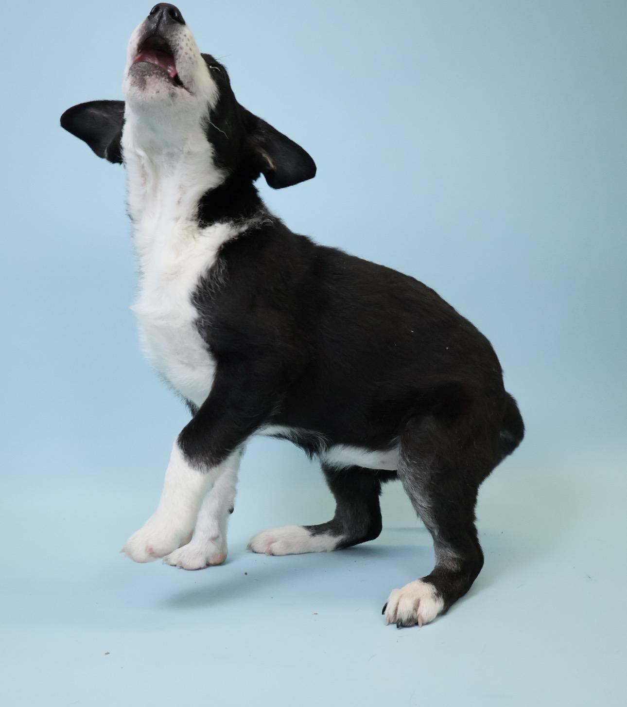 Betty-Lou, Adopted, Young Female Bernese Mountain Dog.