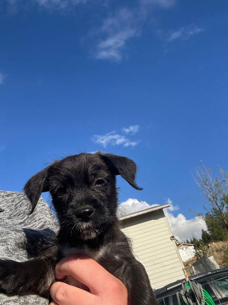 Deborah, Adoptable, Puppy Female Mixed Breed & Dachshund.