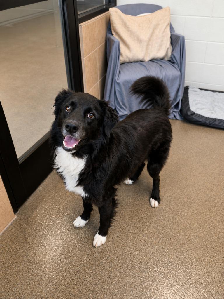 Enlarge Oreo, a Adoptable mixed breed in Rome, GA image 2/3