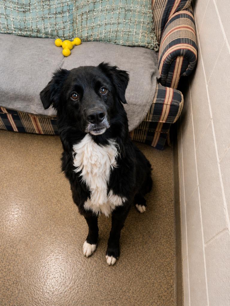Enlarge Oreo, a Adoptable mixed breed in Rome, GA image 3/3