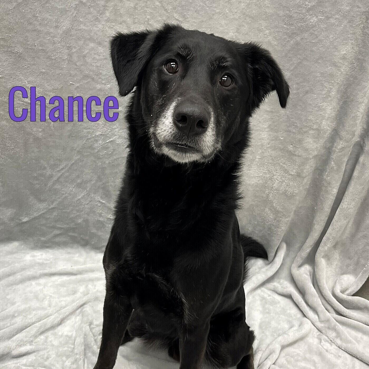 Chance, ADOPTABLE, Adult Male Labrador Retriever.