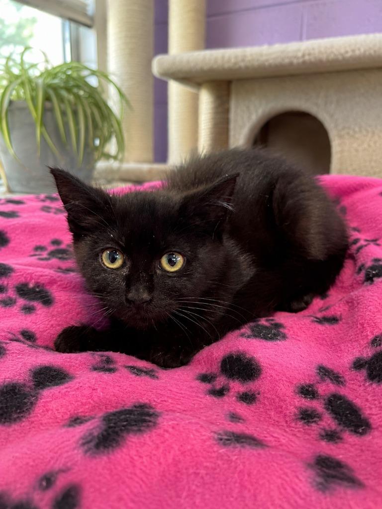 Raven, Adoptable, Kitten Female Domestic Short Hair.