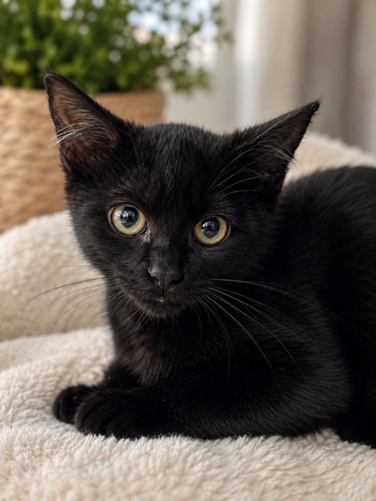 Raven, Adoptable, Kitten Female Domestic Short Hair.