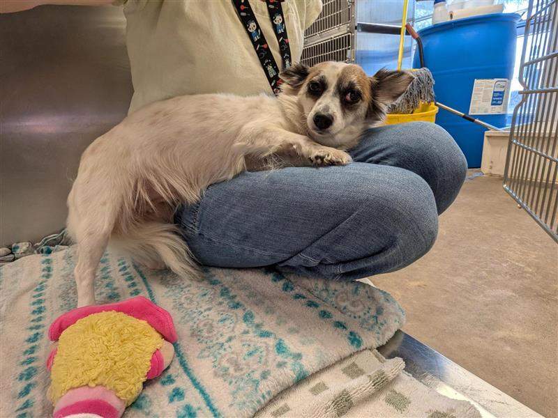 Enlarge Holly, a Adopted Chihuahua in Austin, TX image 2/3