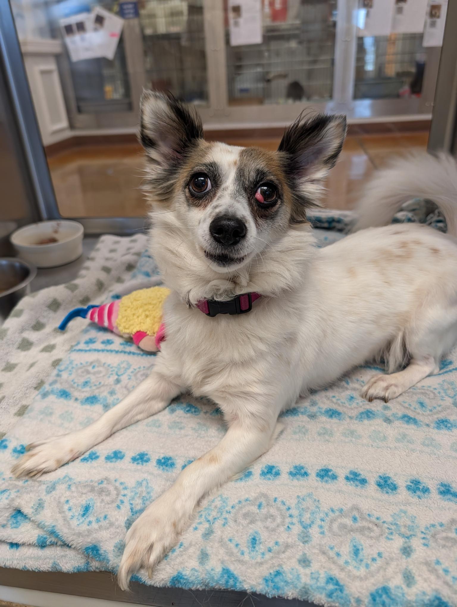Holly, Adopted, Adult Female Chihuahua.