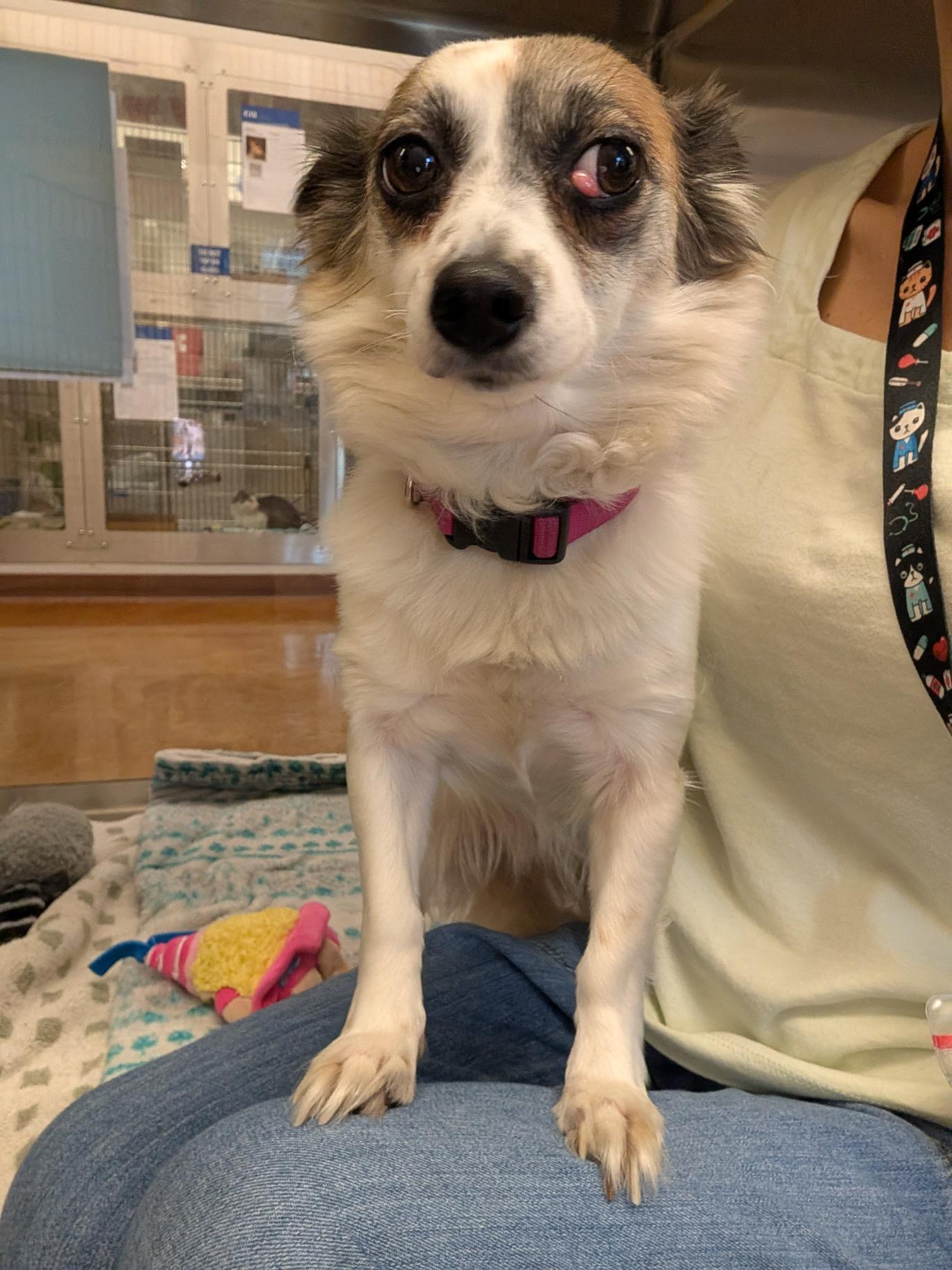 Enlarge Holly, a Adopted Chihuahua in Austin, TX image 3/3