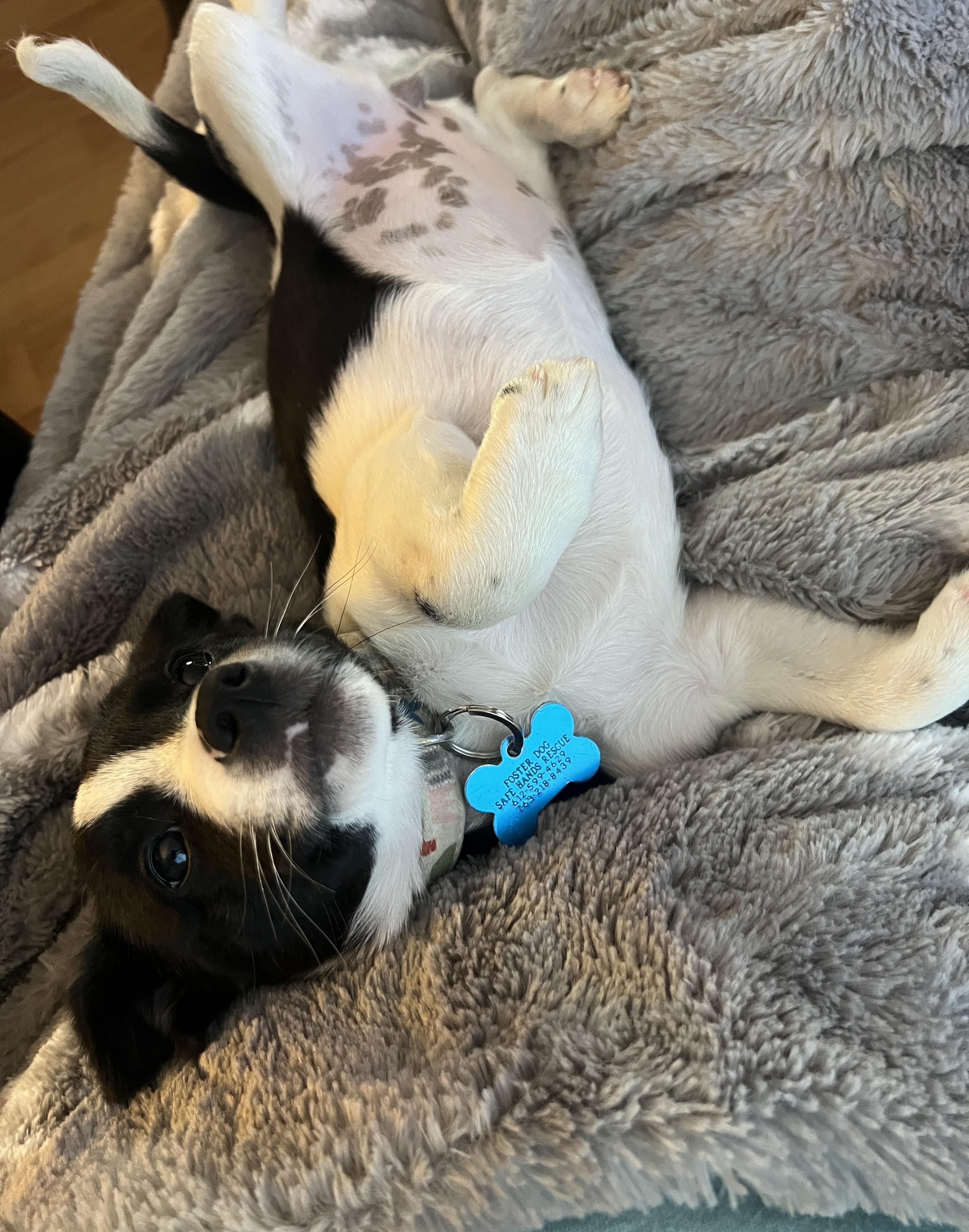 Lanie, an adoptable mixed breed in Minneapolis, MN image 4/6
