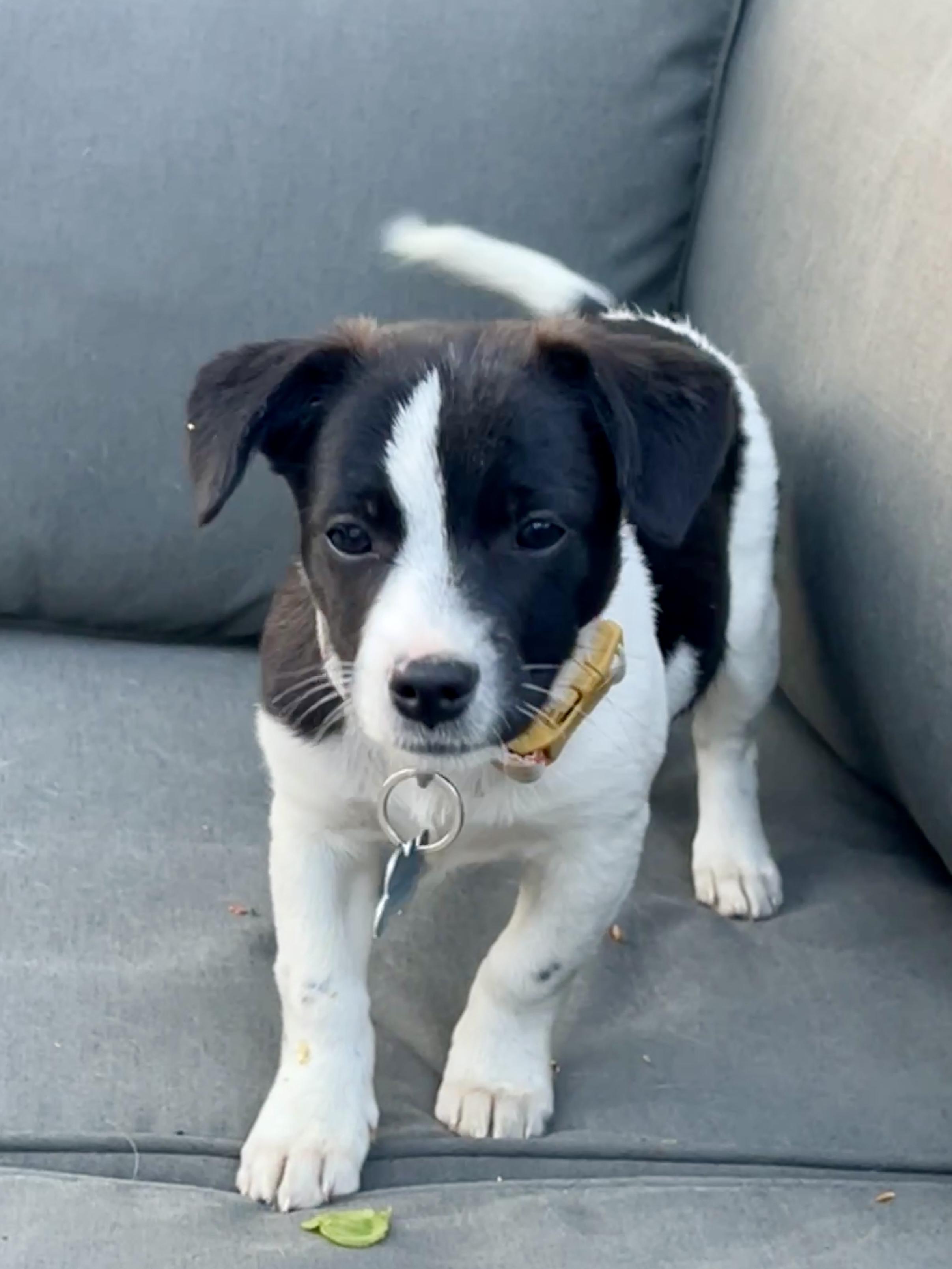 Lanie, an adoptable mixed breed in Minneapolis, MN image 3/6