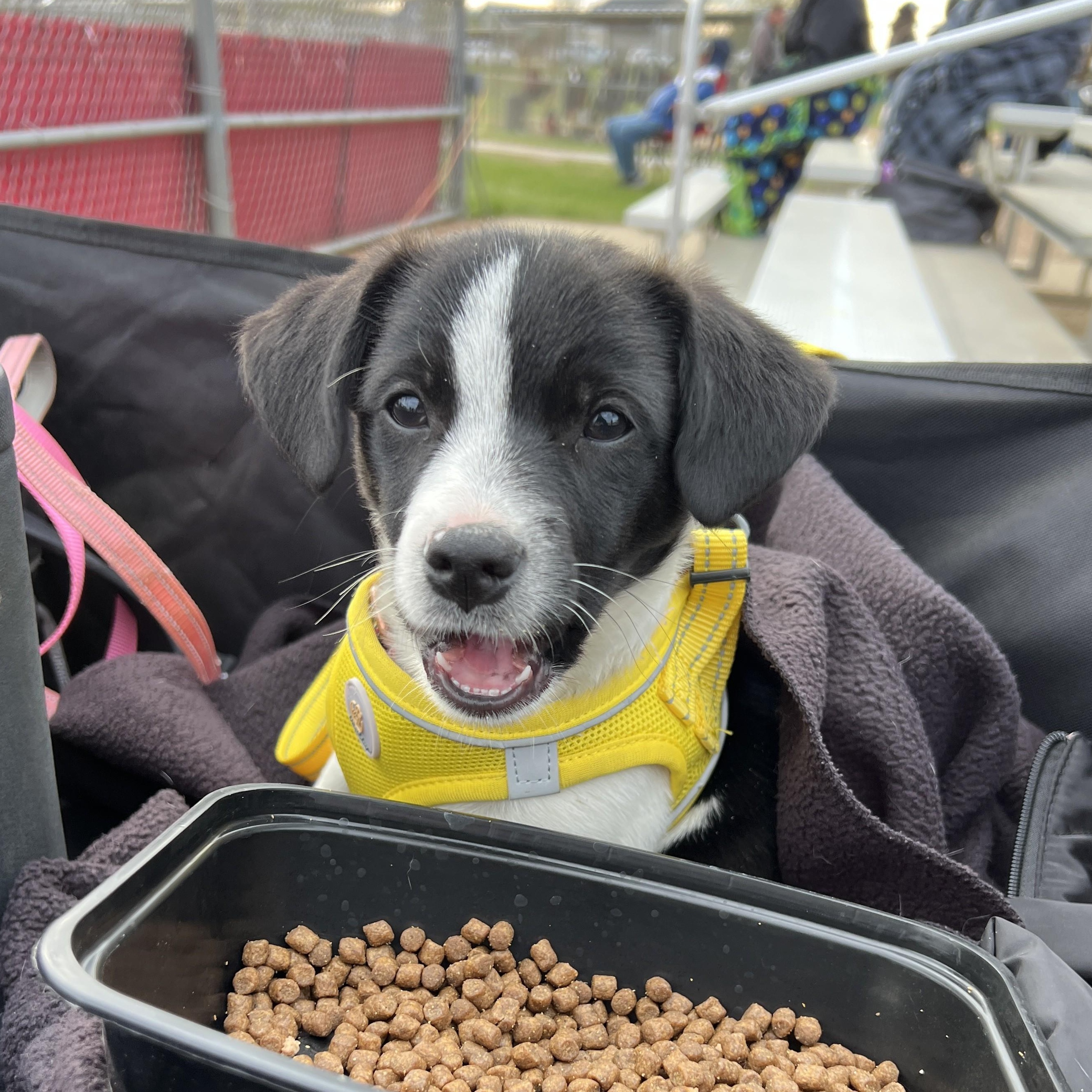 Lanie, an adoptable mixed breed in Minneapolis, MN image 2/6