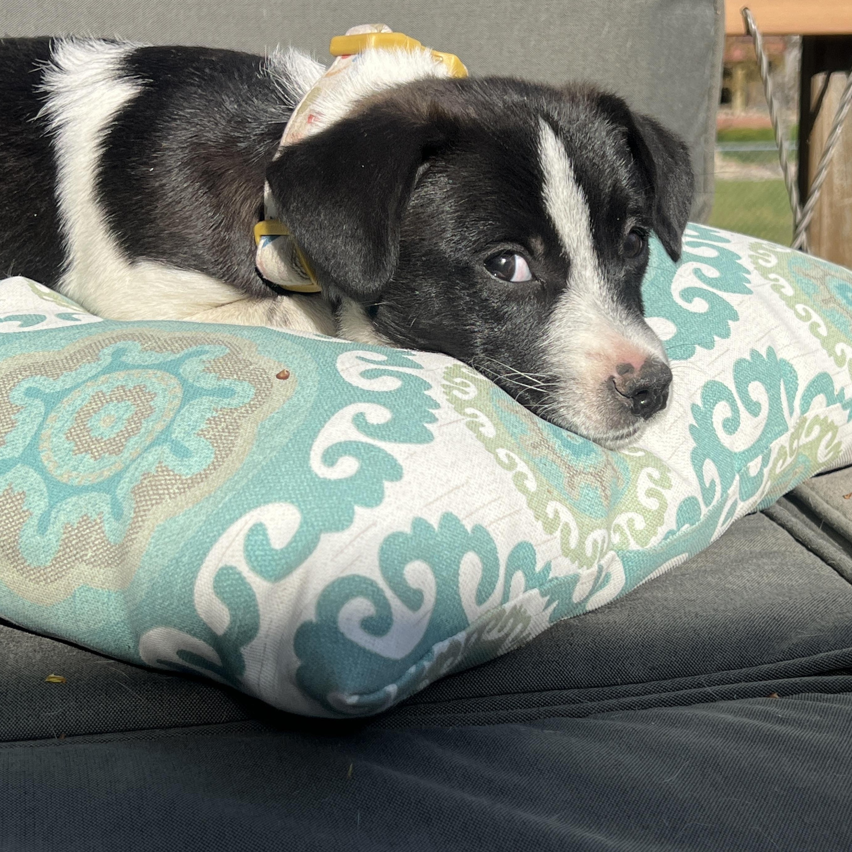 Lanie, an adoptable mixed breed in Minneapolis, MN image 5/6