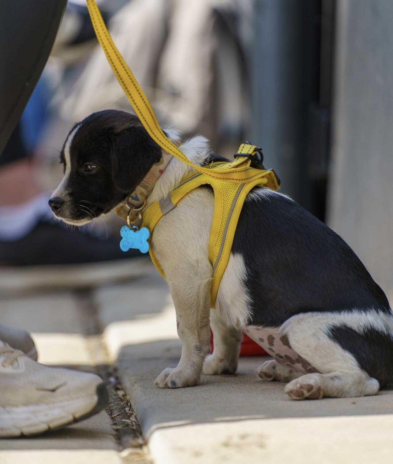 Lanie, an adoptable mixed breed in Minneapolis, MN image 6/6