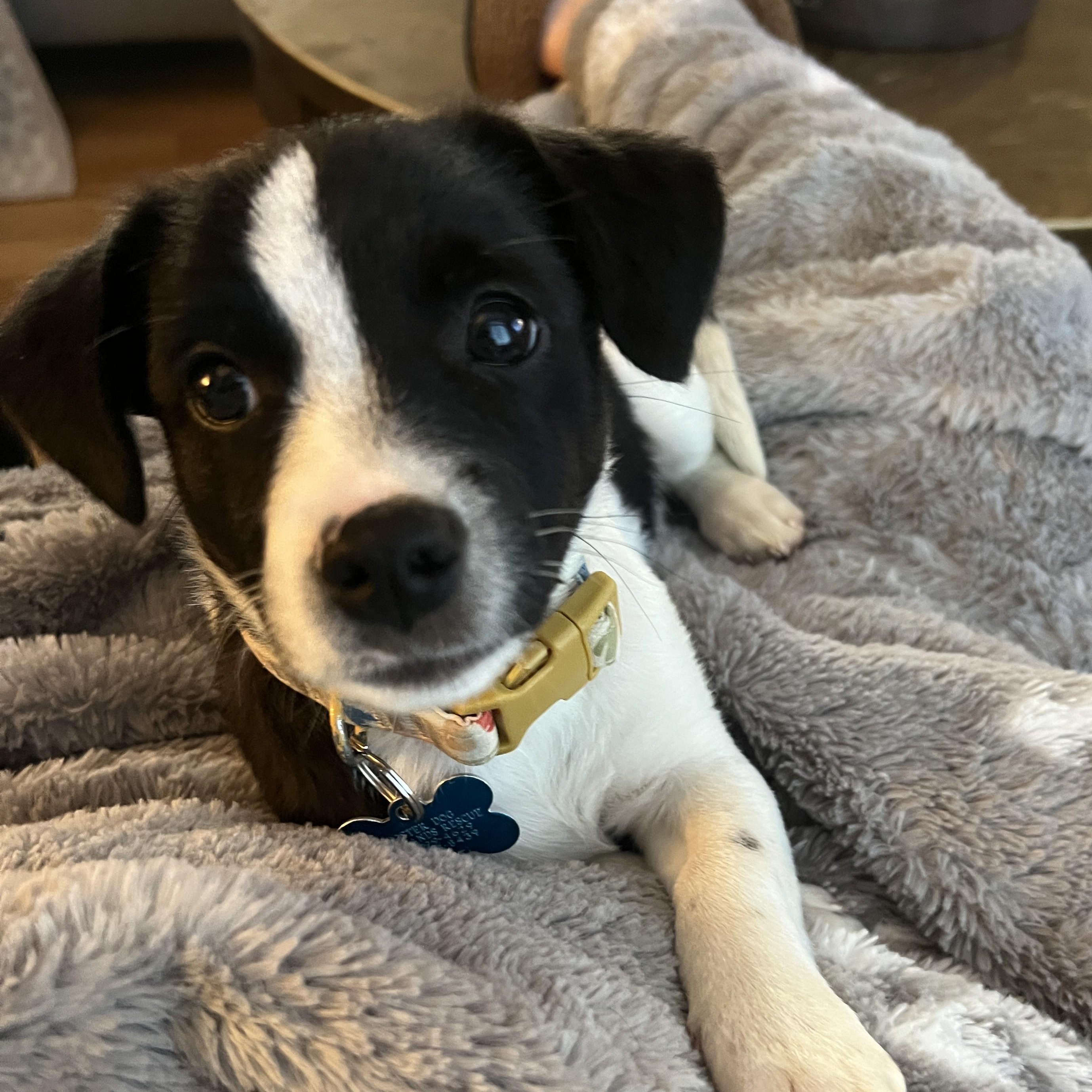 Lanie, an adoptable mixed breed in Minneapolis, MN image 1/6