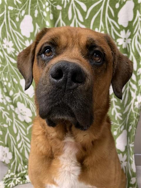 MITCH, Adoptable, Adult Male Mastiff.