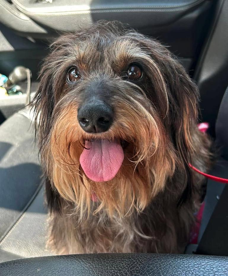 Emme, Adopted, Adult Female Dachshund.