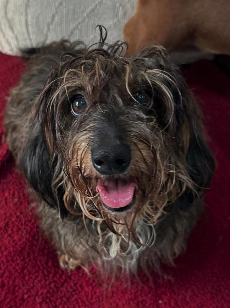 Emme, a Adopted Dachshund in Osteen, FL image 2/3
