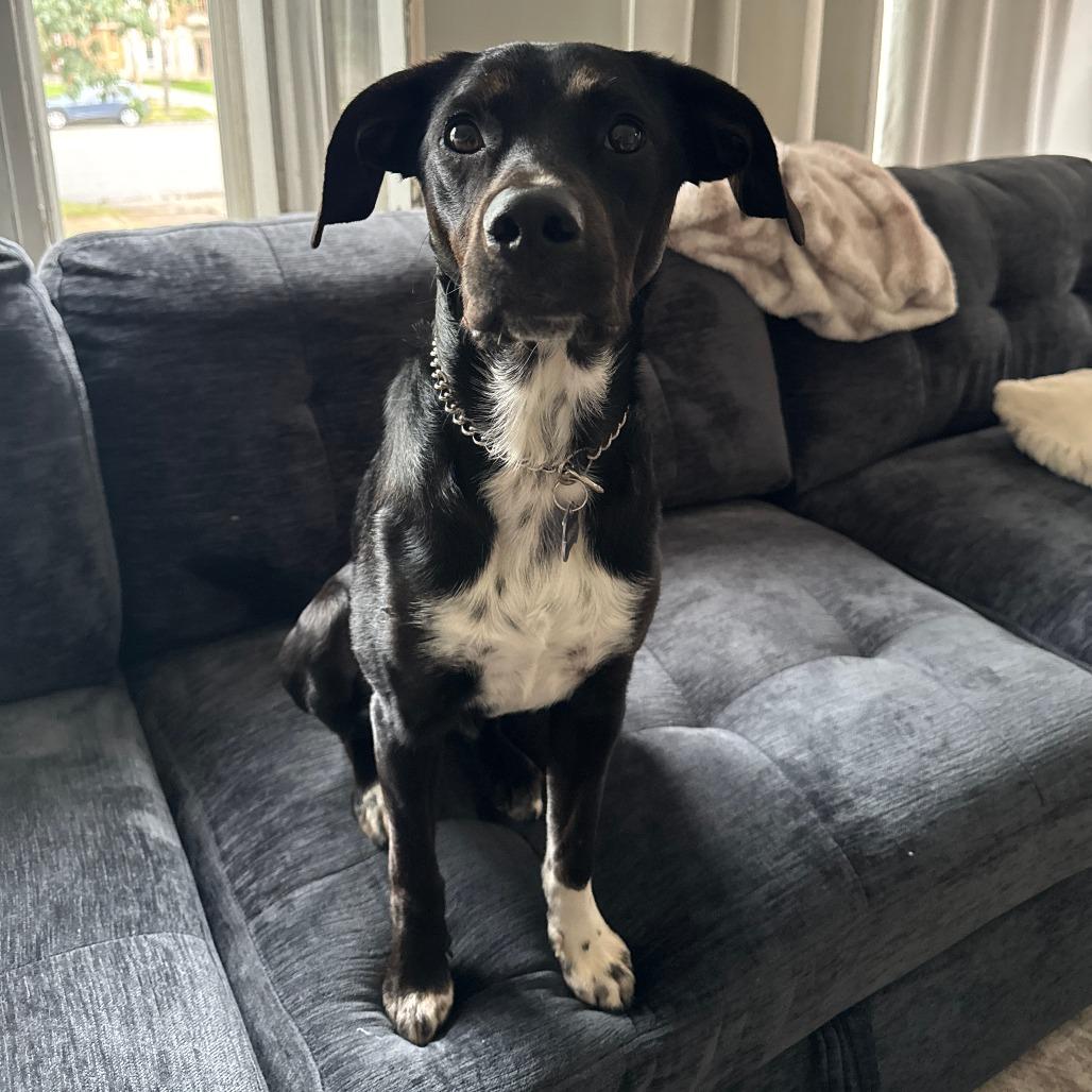 Enlarge Winston, a Adoptable Black Labrador Retriever in Novelty, OH image 3/6