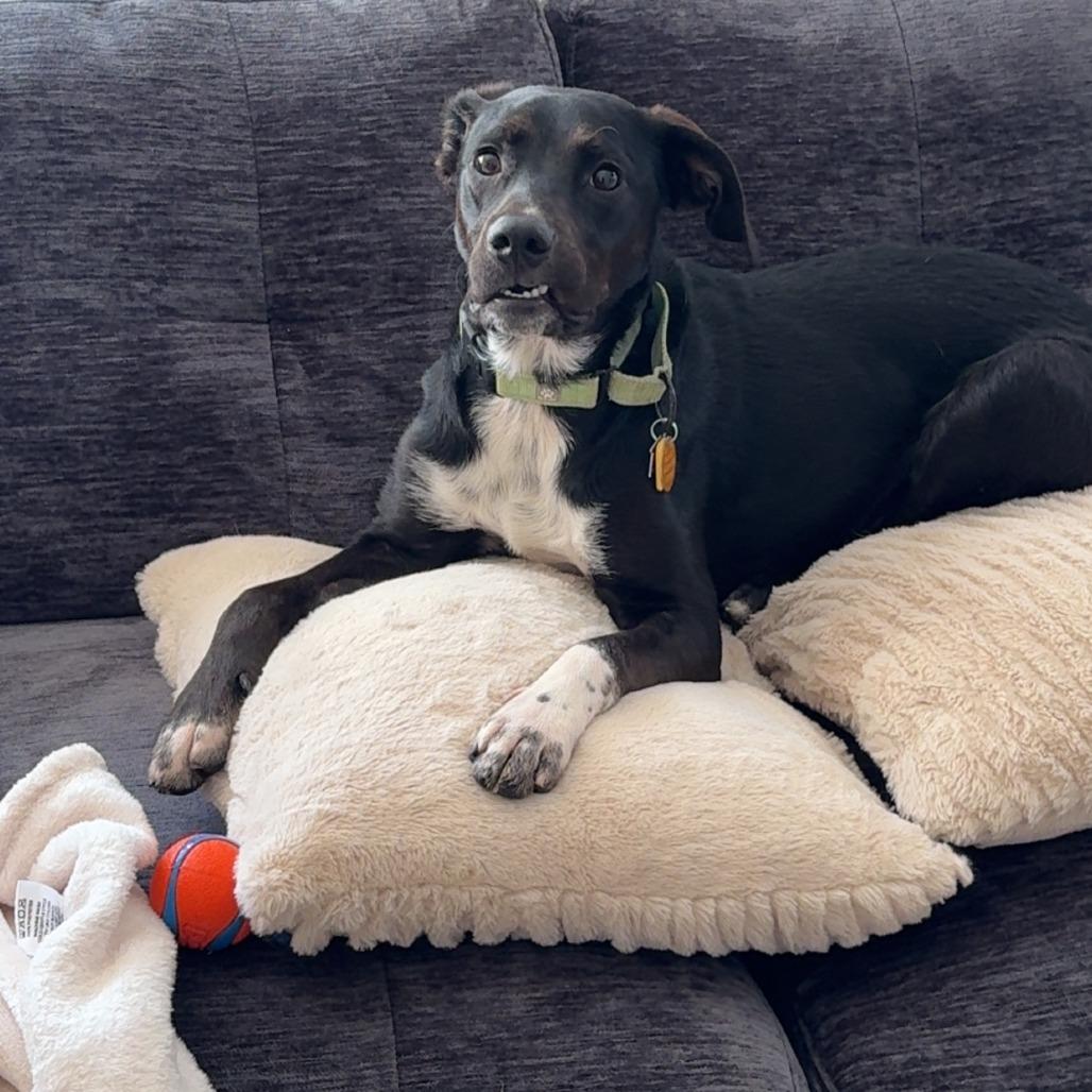 Enlarge Winston, a Adoptable Black Labrador Retriever in Novelty, OH image 6/6