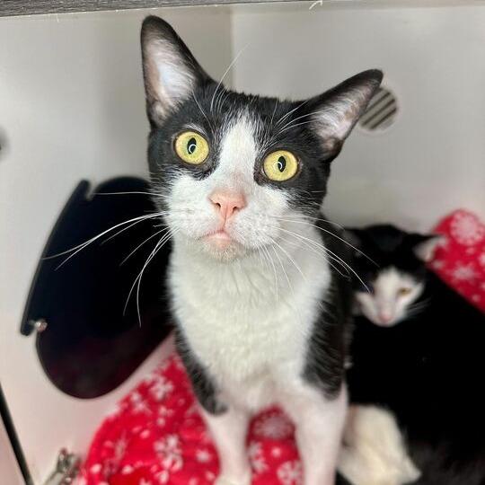 Malnati, Adoptable, Adult Male Domestic Short Hair & Mixed Breed.