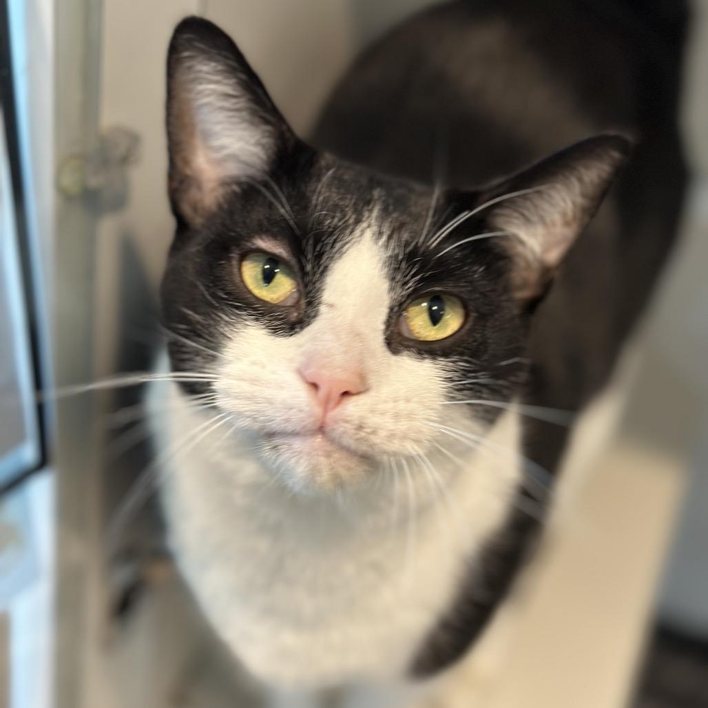 Malnati, a Adoptable mixed breed in Matteson, IL image 2/6