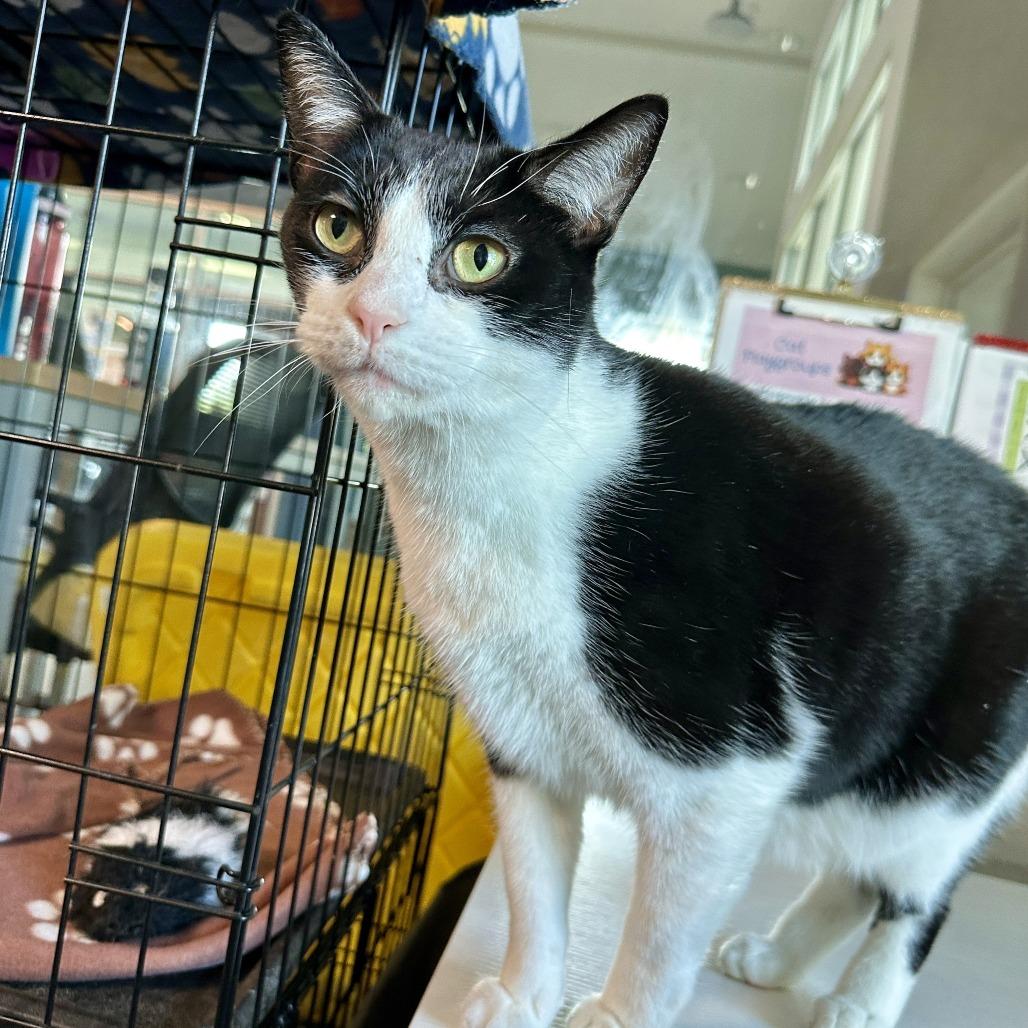 Malnati, a Adoptable mixed breed in Matteson, IL image 3/6