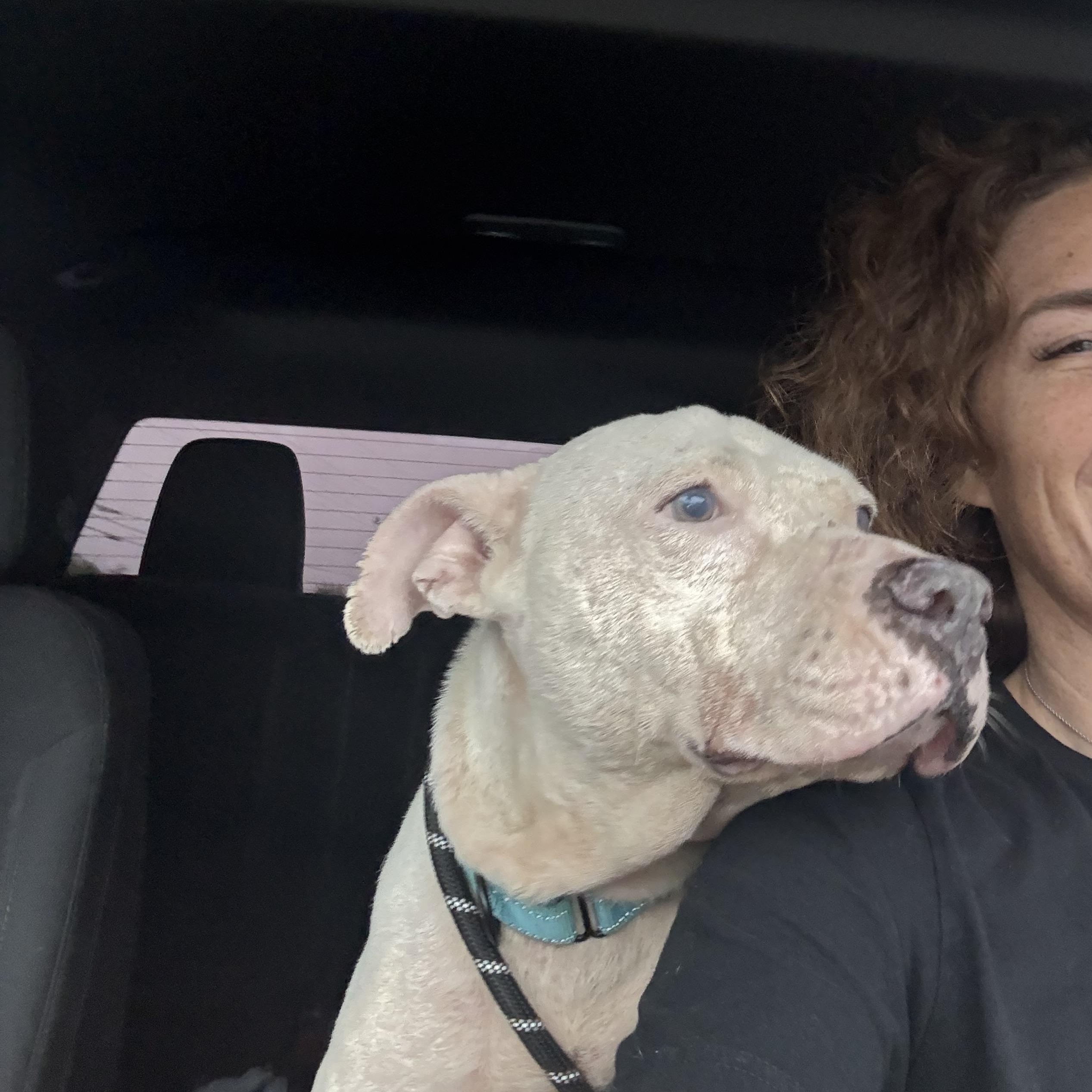 Blaze, Adoptable, Adult Male American Staffordshire Terrier.