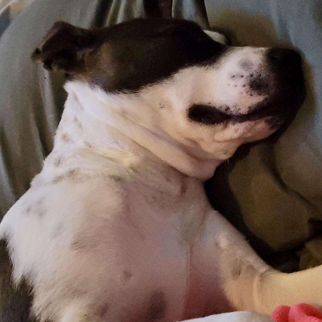 Drac, Adoptable, Young Male Jack Russell Terrier & Hound.