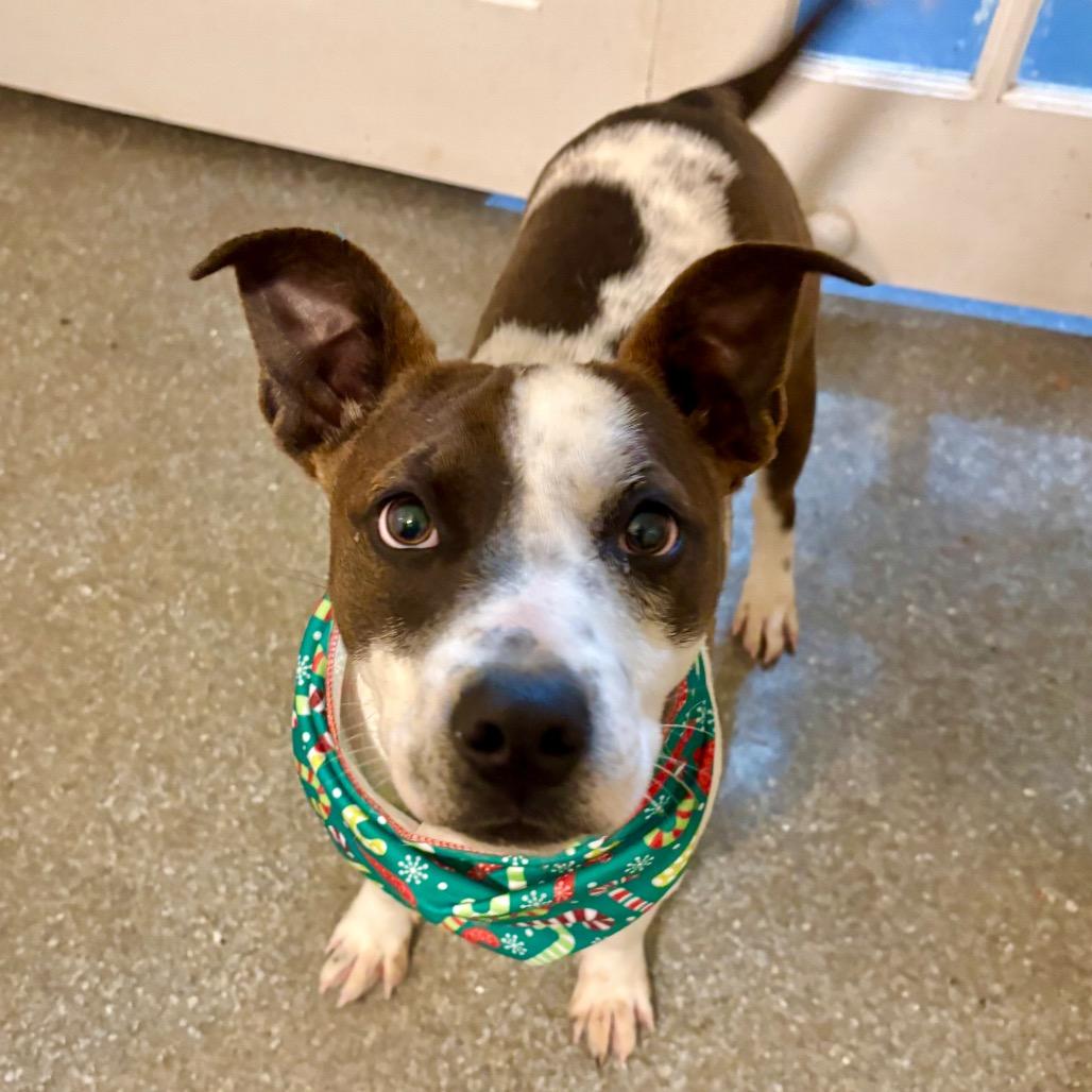 Enlarge Drac, a Adoptable mixed breed in Metamora, MI image 1/6