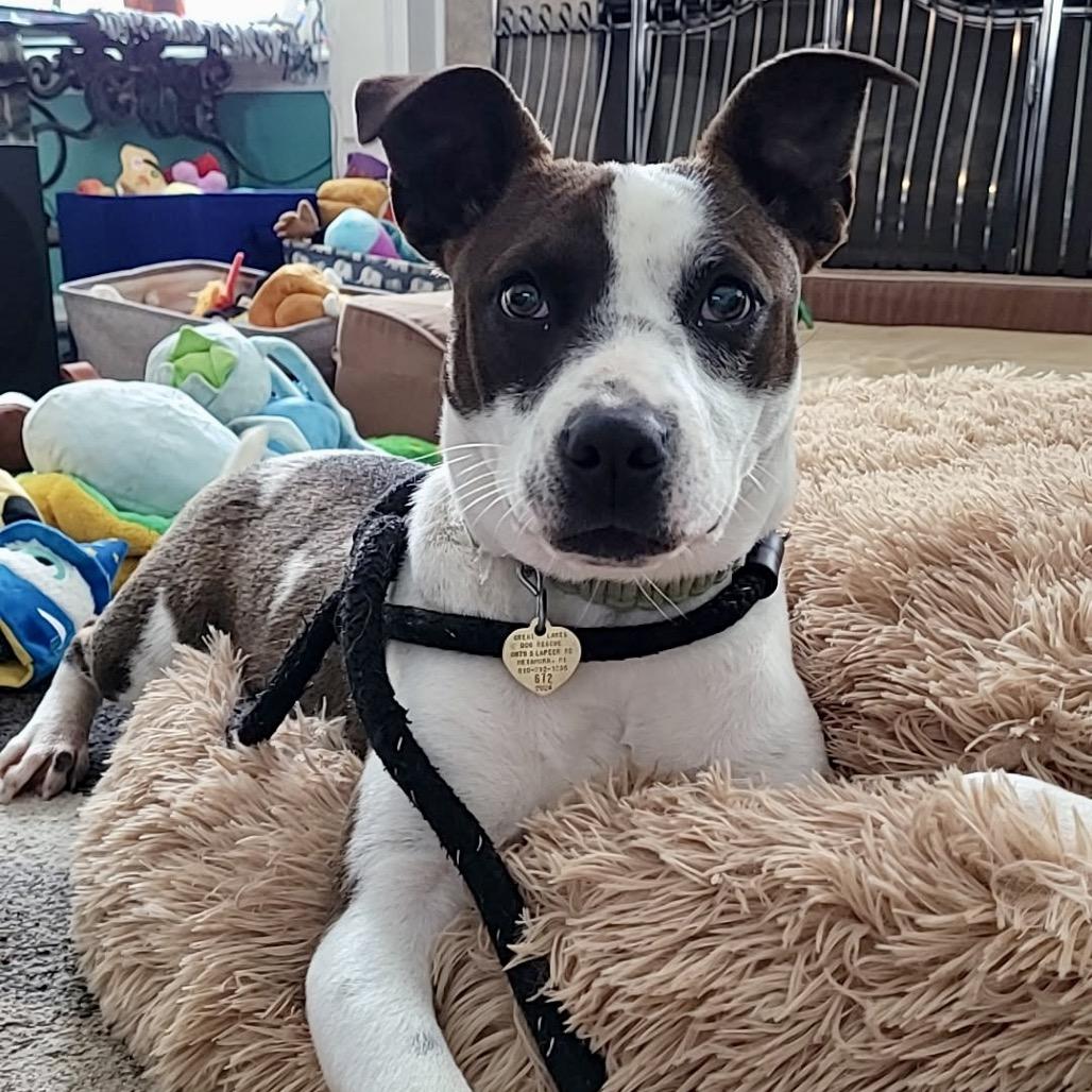 Enlarge Drac, a Adoptable mixed breed in Metamora, MI image 3/6