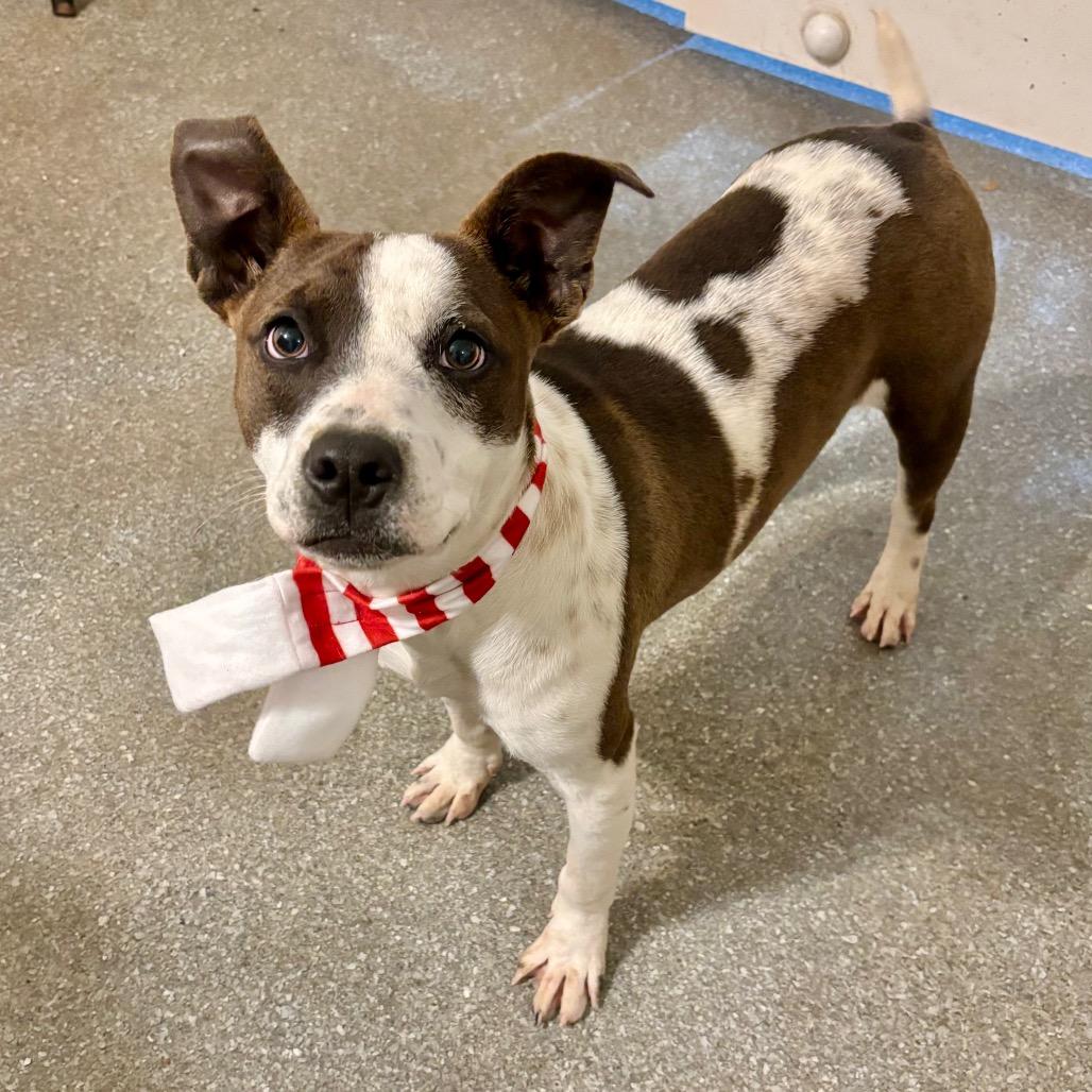 Enlarge Drac, a Adoptable mixed breed in Metamora, MI image 2/6