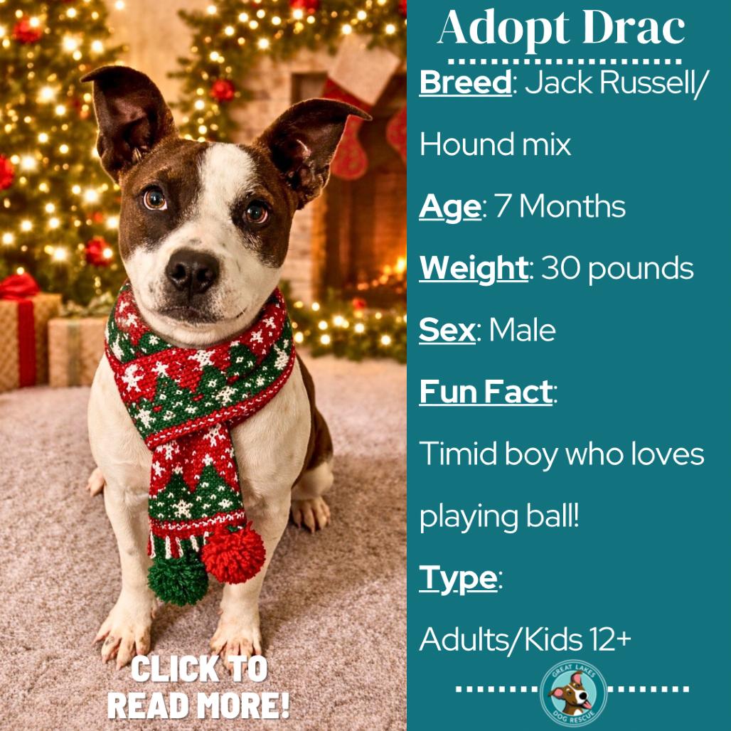 Enlarge Drac, a Adoptable mixed breed in Metamora, MI image 3/6