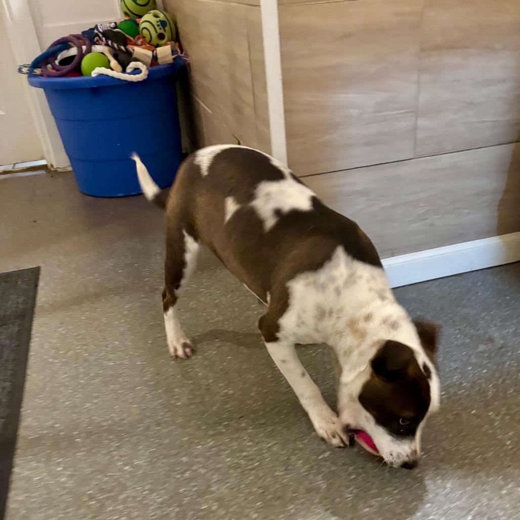 Enlarge Drac, a Adoptable mixed breed in Metamora, MI image 4/6