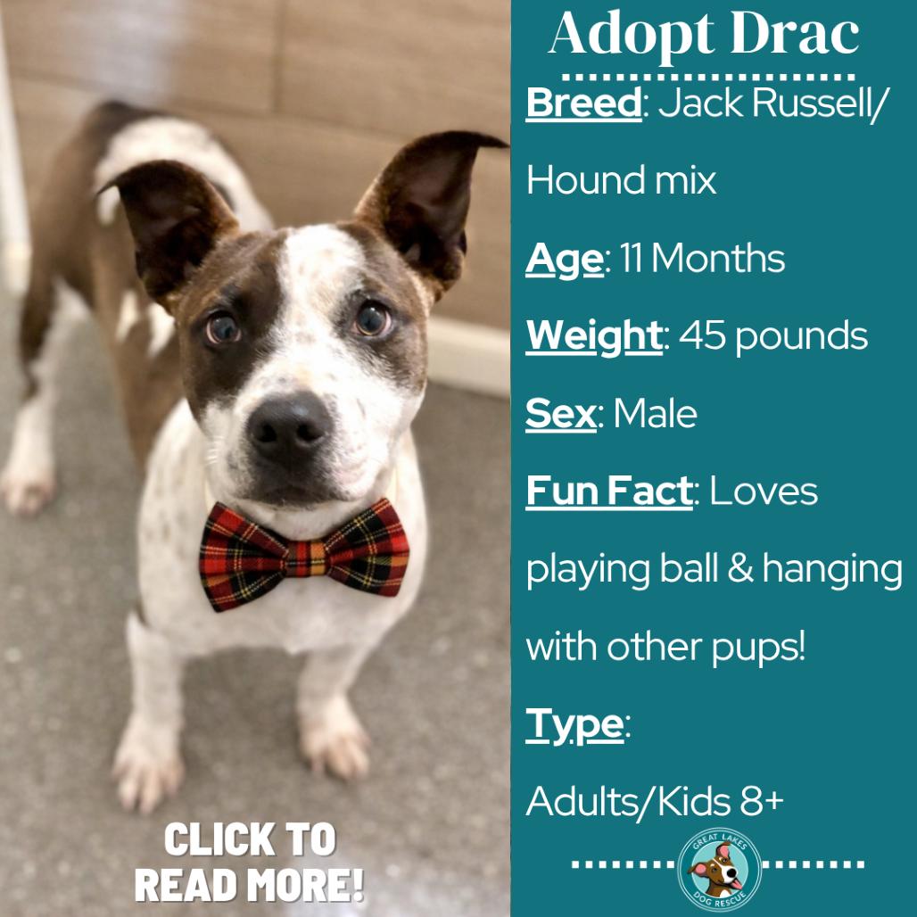 Drac, a Adoptable mixed breed in Metamora, MI image 5/6