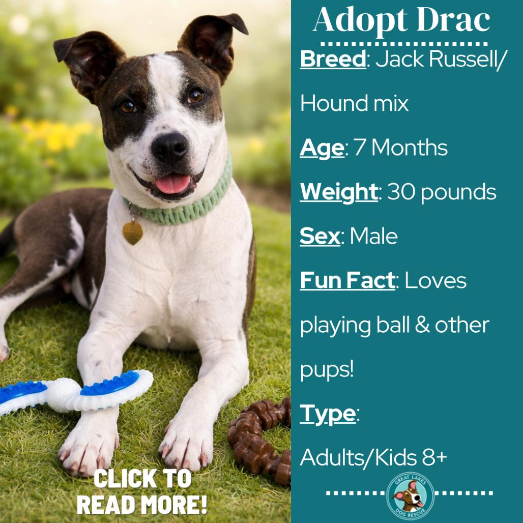 Drac, a Adoptable mixed breed in Metamora, MI image 4/6