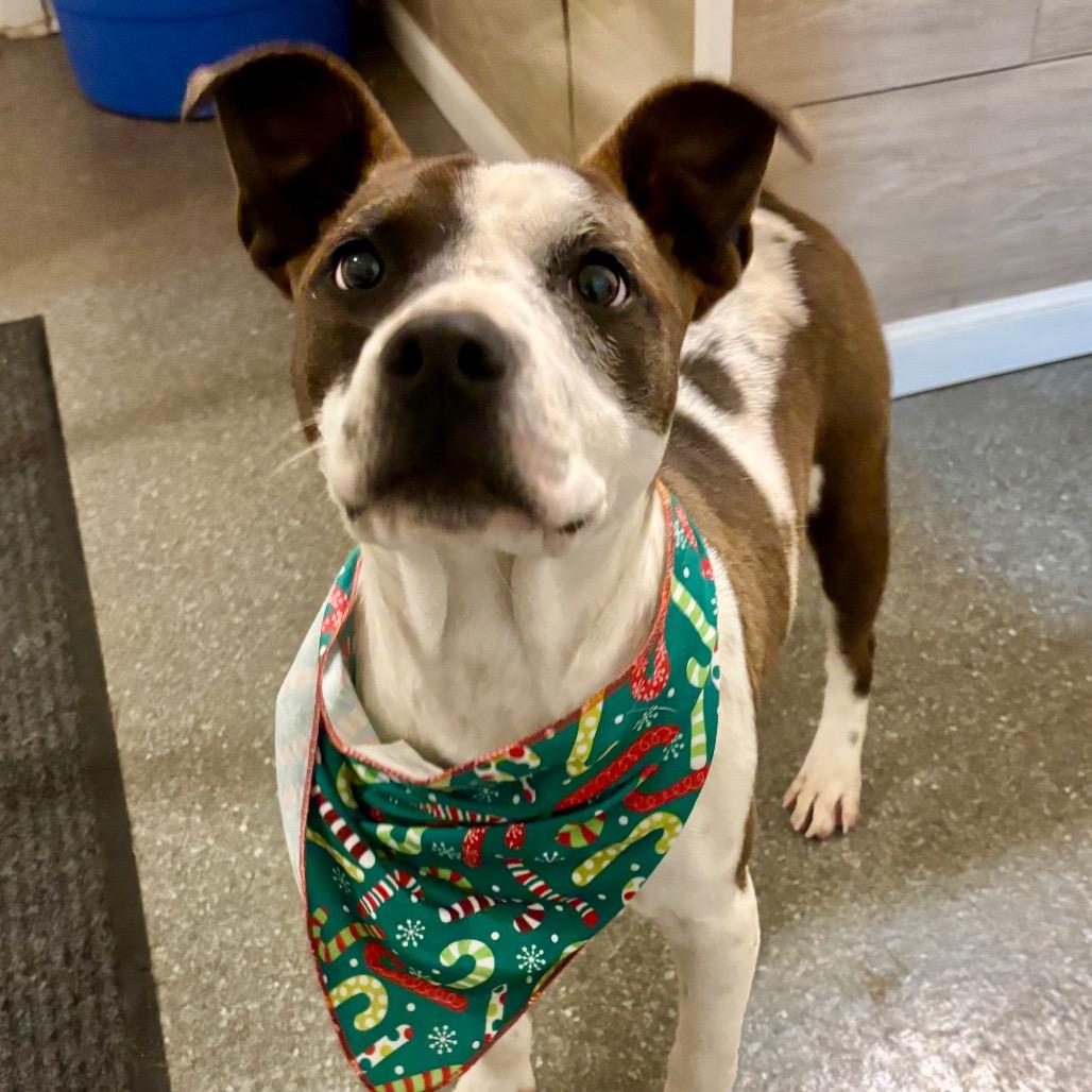 Enlarge Drac, a Adoptable mixed breed in Metamora, MI image 5/6