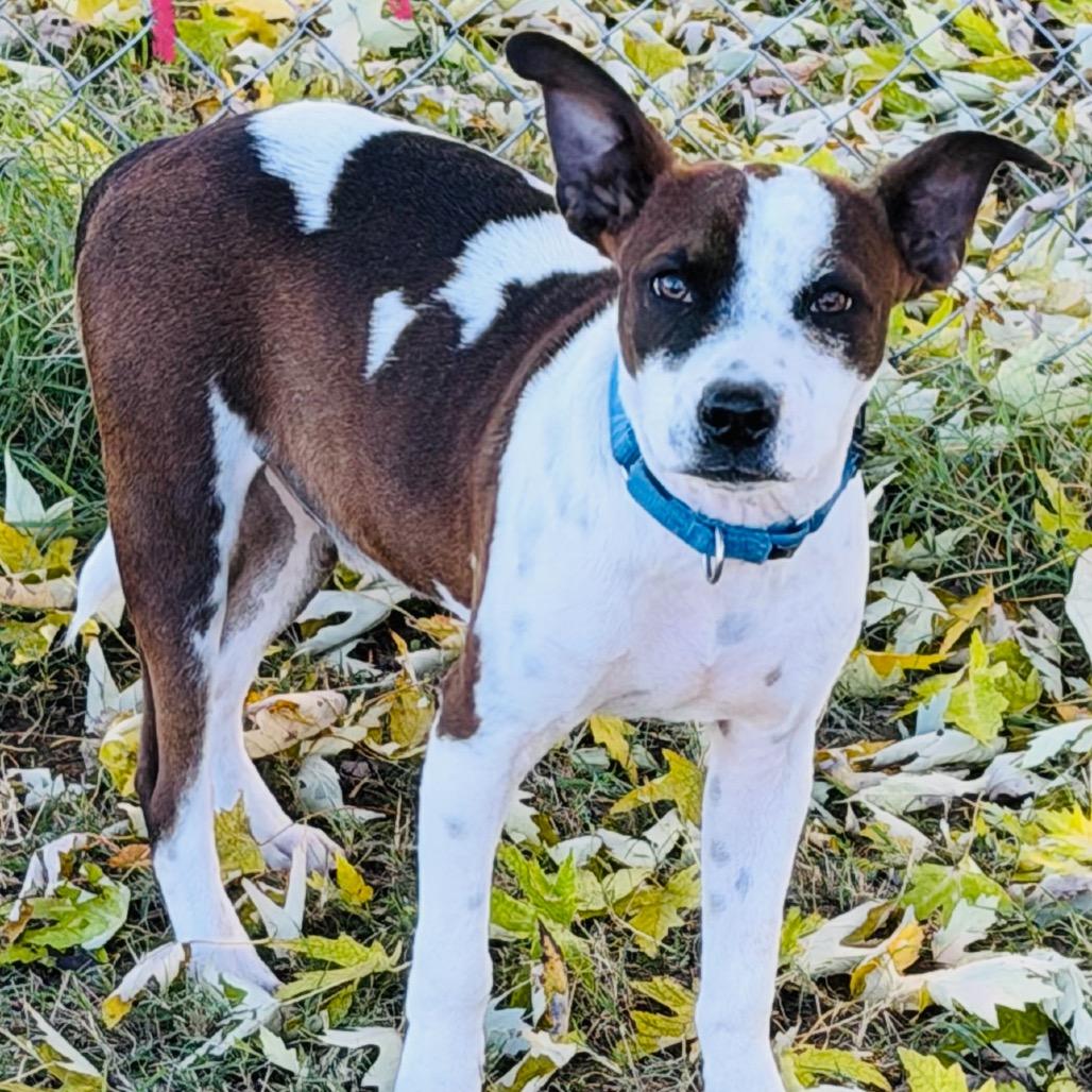 Enlarge Drac, a Adoptable mixed breed in Metamora, MI image 6/6