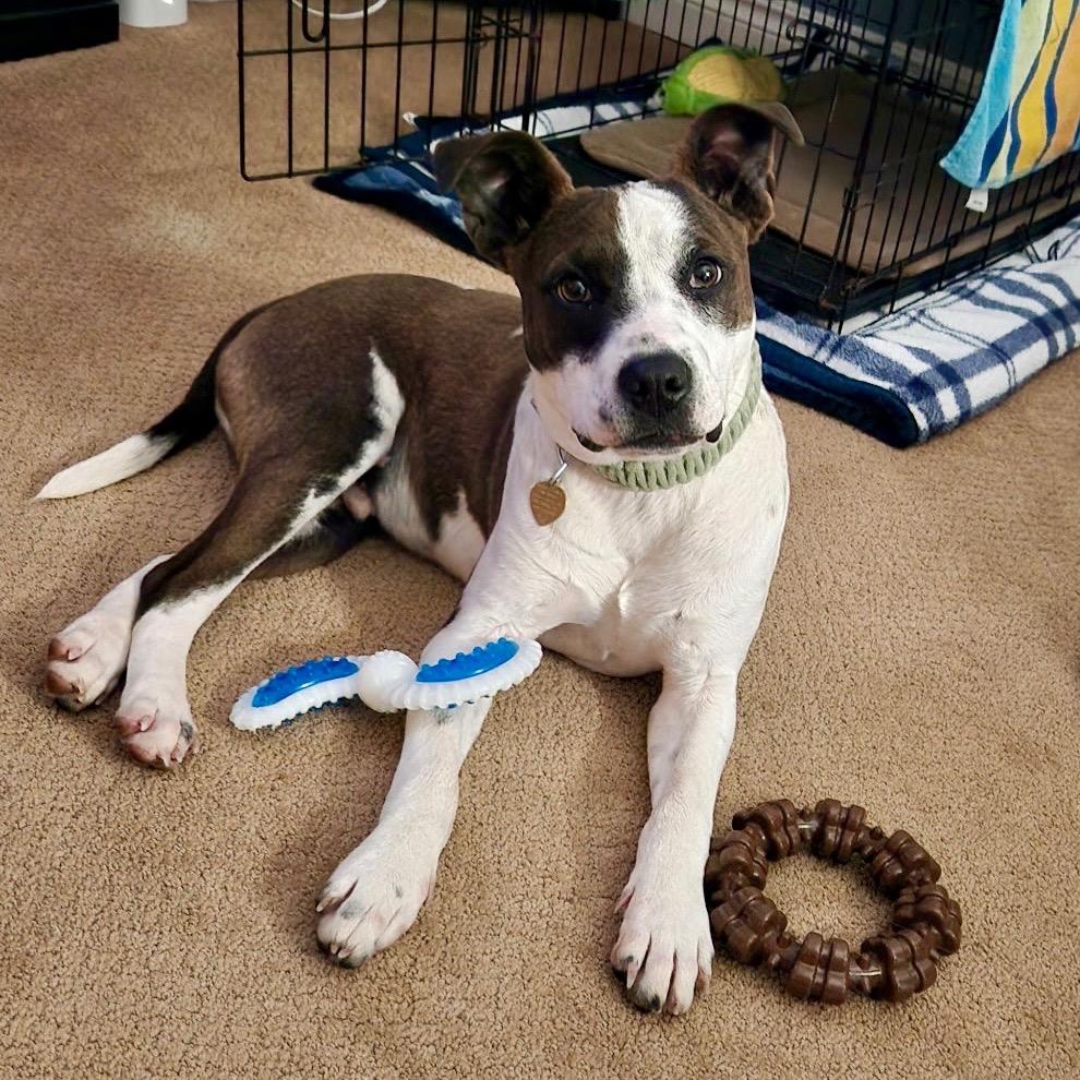 Enlarge Drac, a Adoptable mixed breed in Metamora, MI image 6/6