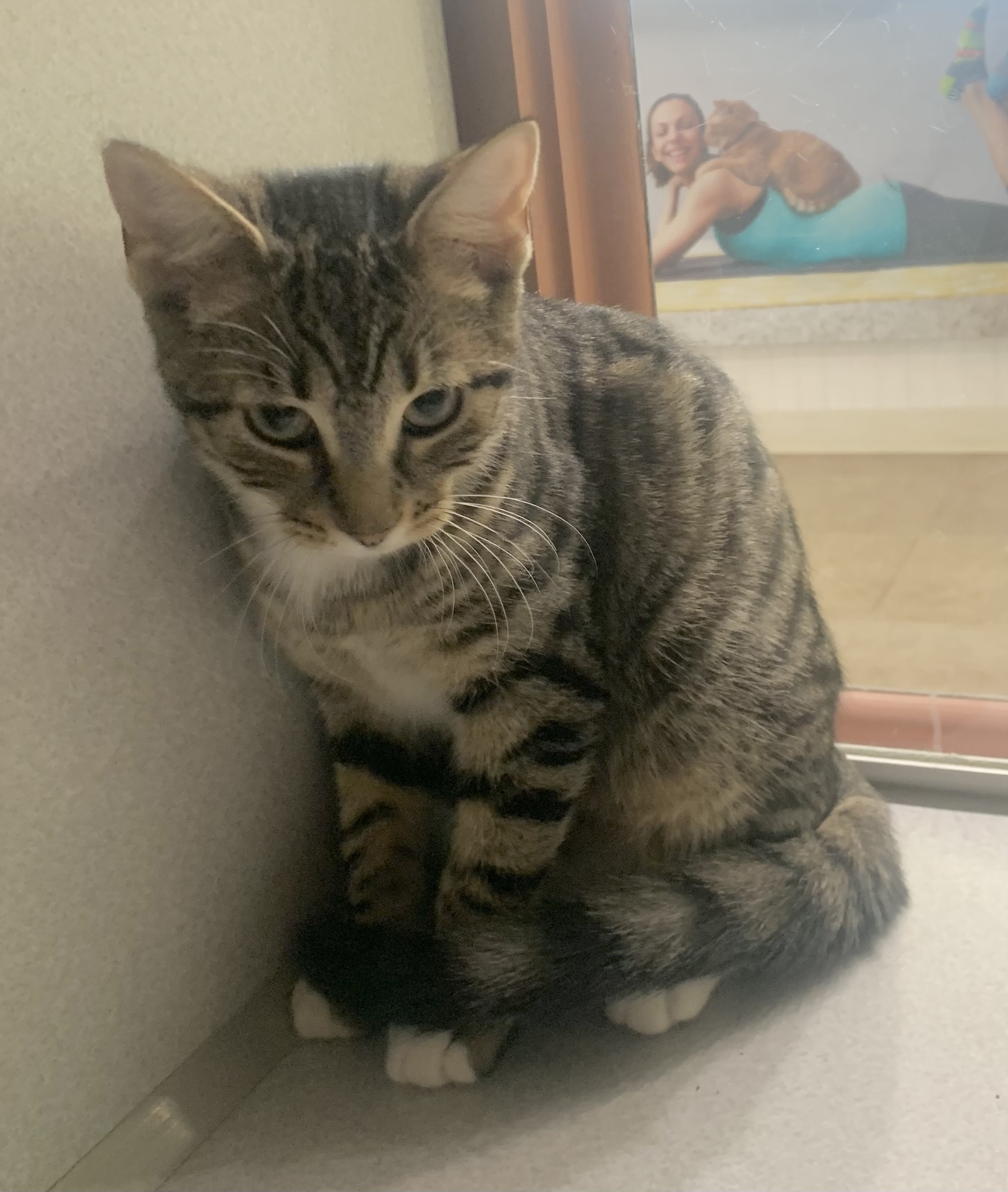 Cat for adoption Nutmeg, a Domestic Short Hair Mix in Massena, NY