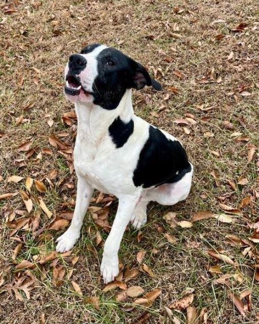 Enlarge Colton, a Adoptable mixed breed in Mocksville, NC image 1/5