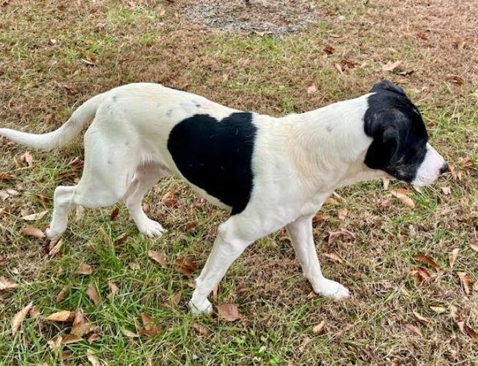 Enlarge Colton, a Adoptable mixed breed in Mocksville, NC image 2/5