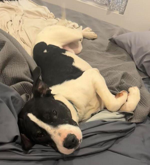 Enlarge Colton, a Adoptable mixed breed in Mocksville, NC image 3/5