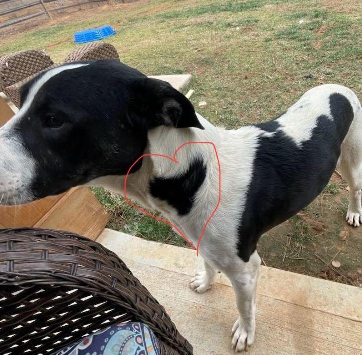 Enlarge Colton, a Adoptable mixed breed in Mocksville, NC image 4/5