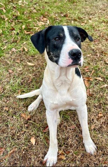 Enlarge Colton, a Adoptable mixed breed in Mocksville, NC image 5/5