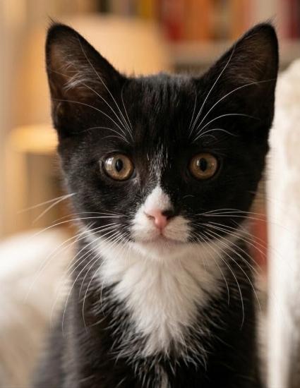 Flora, a ADOPTABLE American Shorthair in Union City, NJ image 3/6