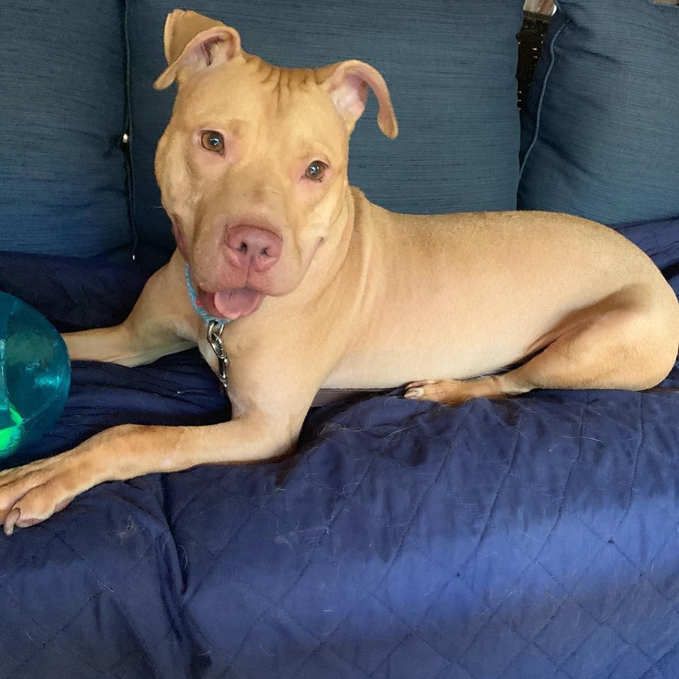 Sam, Adoptable, Young Male Labrador Retriever & Pit Bull Terrier.