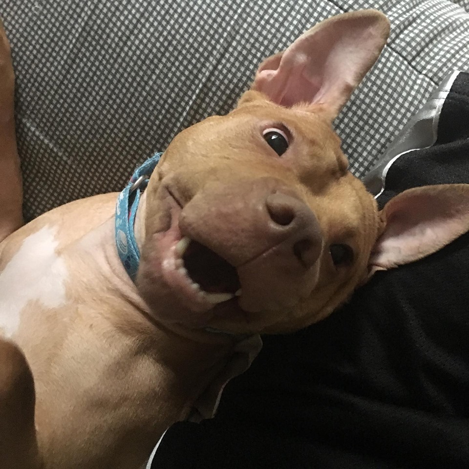 Sam, a Adoptable mixed breed in Ontario, NY image 3/12