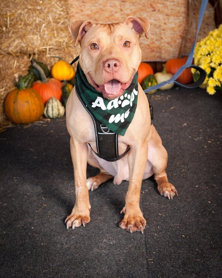 Sam, a Adoptable mixed breed in Ontario, NY image 4/12