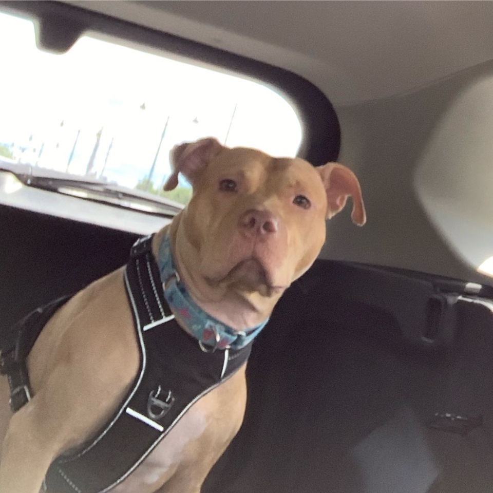 Sam, a Adoptable mixed breed in Ontario, NY image 6/12